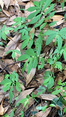 Elatostema lineolatum