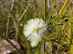 Acacia brunioides