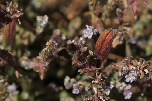 Image of Phacelia quickii by (c) Nicholas Wei, some rights reserved (CC BY-SA)