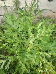 Parthenium hysterophorus