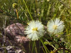 Acacia brunioides