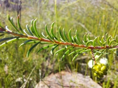 Acacia brunioides
