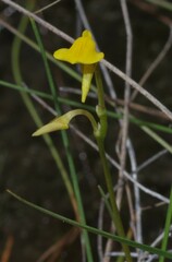 Utricularia nana