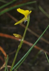 Utricularia nana
