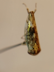 Menosoma