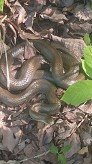 Lampropeltis