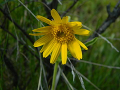 Arnica fulgens