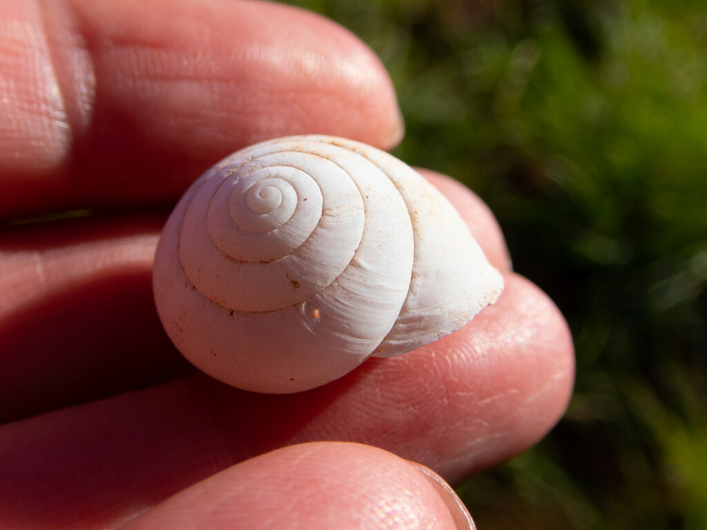 Rhagada convicta