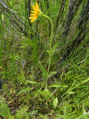 Arnica fulgens
