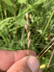 Carex xerantica