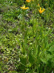 Arnica fulgens