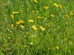 Arnica fulgens