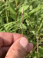 Carex xerantica