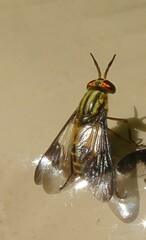 Chrysops geminatus