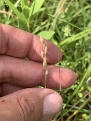 Carex xerantica