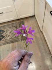 Clarkia pulchella