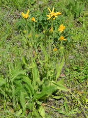 Arnica fulgens