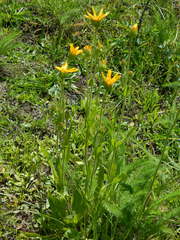 Arnica fulgens