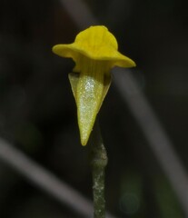 Utricularia nana