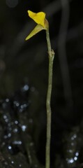 Utricularia nana