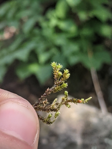 Schistidium apocarpum