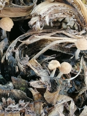 Fungi