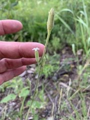 Silene drummondii