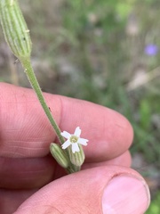 Silene drummondii