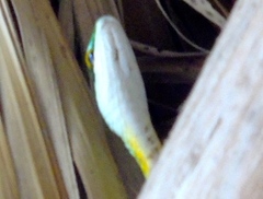 Leptophis diplotropis
