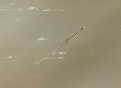 Zenarchopterus buffonis