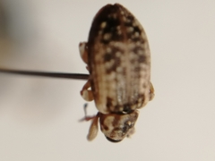 Dorytomus ictor