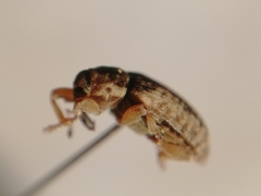 Dorytomus ictor