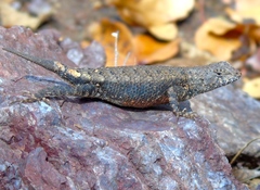 Sceloporus nelsoni