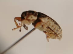 Dorytomus ictor