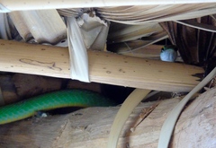 Leptophis diplotropis