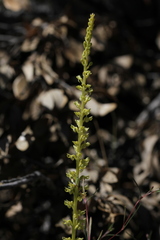 Platanthera colemanii