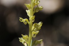 Platanthera colemanii