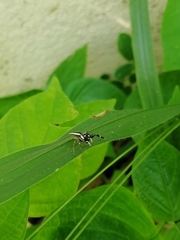 Phintelloides versicolor