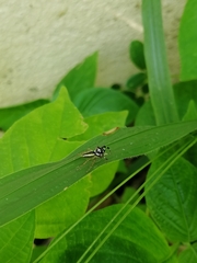 Phintelloides versicolor