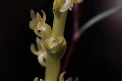 Platanthera colemanii
