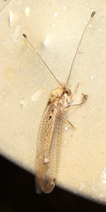 Ululodes macleayanus