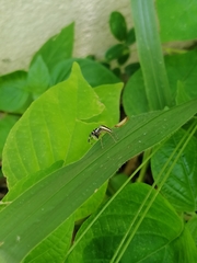 Phintelloides versicolor