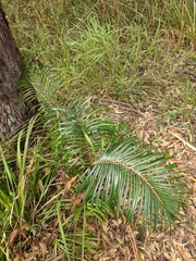 Macrozamia lucida