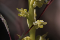 Platanthera colemanii