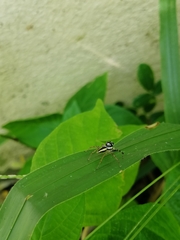 Phintelloides versicolor