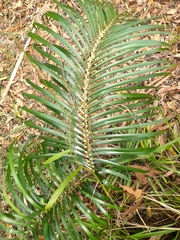 Macrozamia lucida