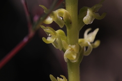 Platanthera colemanii