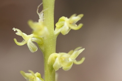 Platanthera colemanii