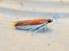 Tampa dimediatella