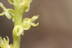Platanthera colemanii